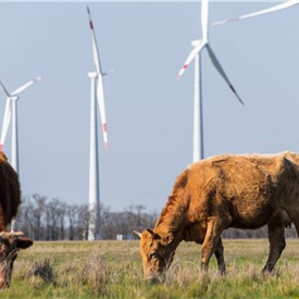 NovaWind to Supply Green Power to EkoNiva Group