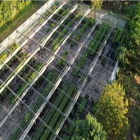 Carbon2Nature Brazil Partners With Biomas in a Native Forest Restoration Project in the Country