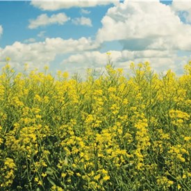 Corteva and BP Launch Biofuel Feedstock Joint Venture Etlas